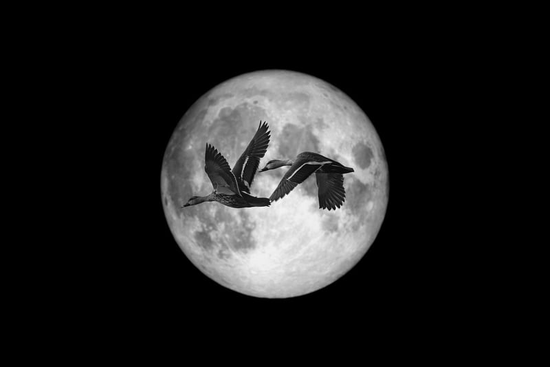 Moonlit Magic